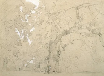 Young Man in Front of a Great Oak