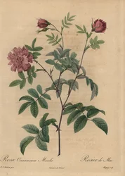 Pink Cinnamon Rose, Rosa Majalis