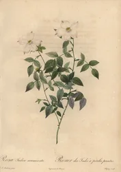 White and Pink China Rose, Rosa Chinensis
