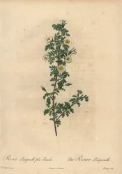 White Burnet Rose, Rosa Pimpinellifolia Pumila