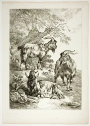 Plate Seventeen of 38 from Oeuvres de J. B. Huet