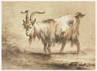 Study of a Goat
