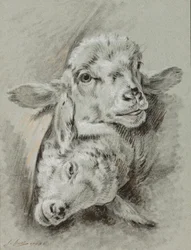 Study of Two Sheep, 1768