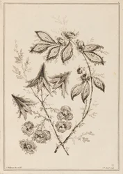 Flower Bough
