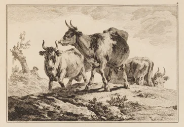 Plate 4, from "Notebook of Six Sheets of Oxen and Cows"