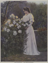 Chrysanthemums