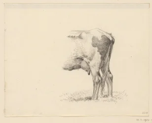 Hind Legs of a Cow