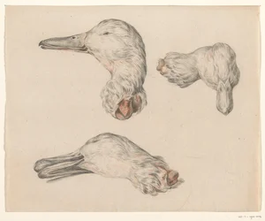 Severed Head of a Duck