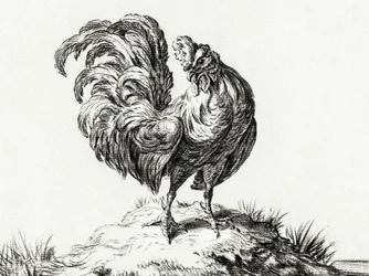 Chicken, Standing on a Hill