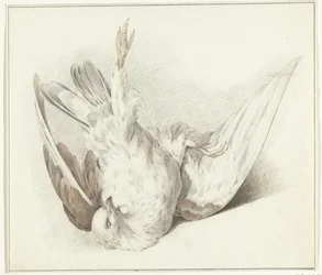 Dead Dove