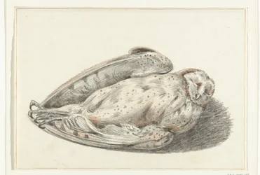 Dead Owl