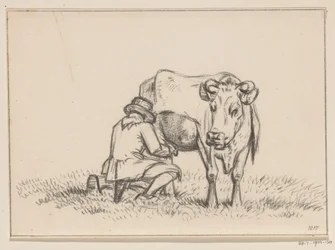 A Cow Being Milked