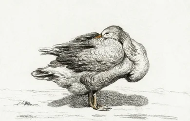 Goose