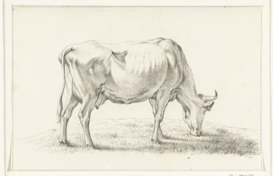 Grazing Cow, Facing Right