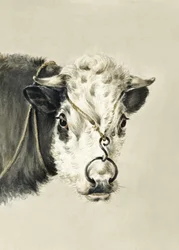 Head of a Cow, With a Ring Through the Nose
