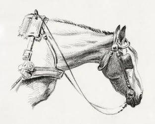 Head of a Horse