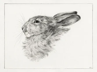 Head of a Rabbit