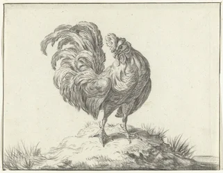 Chicken Standing on a Hill