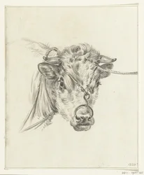 Head of a Cow with a Ring through its Nose