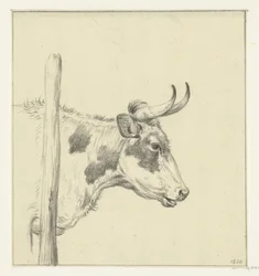 Head of a Cow, Facing Right