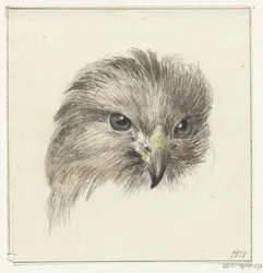 Head of a Bird of Prey