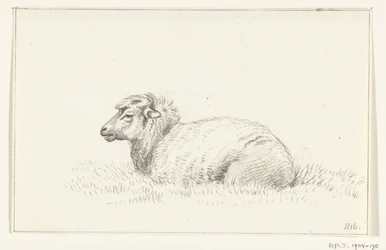 Lying Sheep, Facing Left