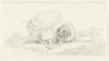 Lying Goat in Front of a Standing Goat