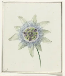 Passion Flower