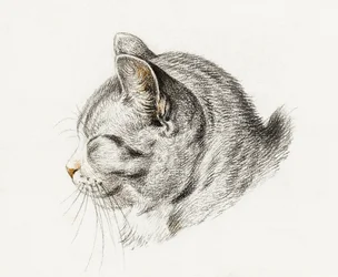 Sketch of a Cat