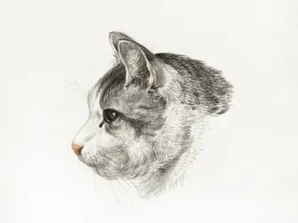 Sketch of a Cat