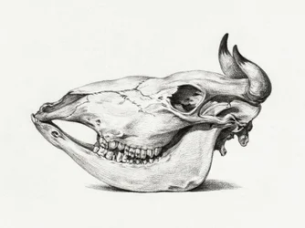 Skull of a Cow