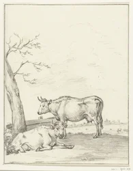 Standing and Lying Cow