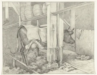 Standing Cow with a Blanket