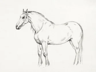 Standing Horse