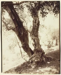 Olive Tree, Nice