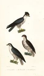 Unknown Image