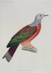 The Bleeding Heart Dove, Illustration from 