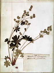 Alchemilla from a Herbarium