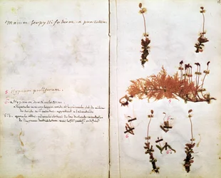 Page 15 from a Herbarium