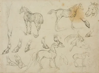 Sketches of a Horse