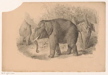 Indian Elephants