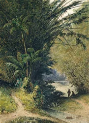 A Bamboo Grove in Trinidad