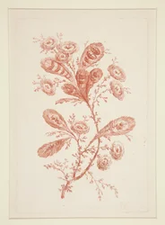 Untitled (Ideal Flowers), from a Set of Six