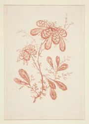 Untitled (Ideal Flowers), from a set of six