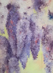 Wisteria Flowers