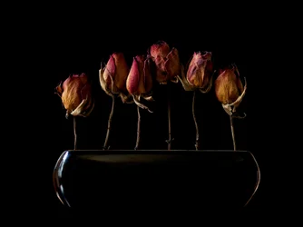 Moody Dried Roses