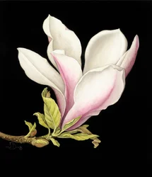 Magnolia