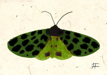 Tiger Moth, 2024