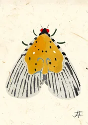 Yellow Moth, 2024