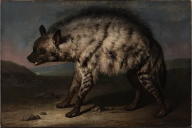 The Hyena in the Menagerie at Frederiksberg Palace